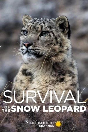 Survival Of The Snow Leopard - 